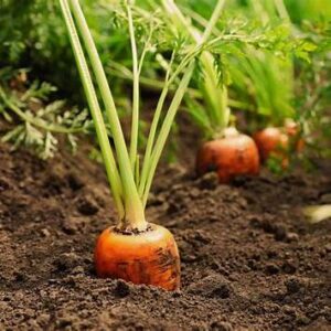 Mrkev (Daucus carota ssp. sativus)