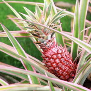 Pestrolistý ananás (Ananas comosus 'Variegatus')