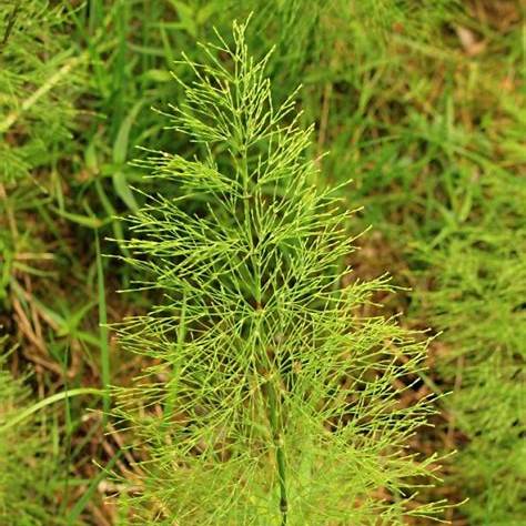 Praslička (Equisetum)