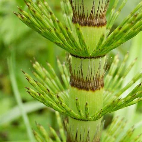 Praslička najväčšia (Equisetum telmateia)