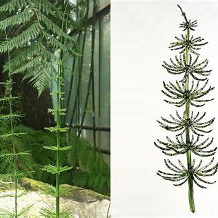 Praslička obrovská (Equisetum giganteum)