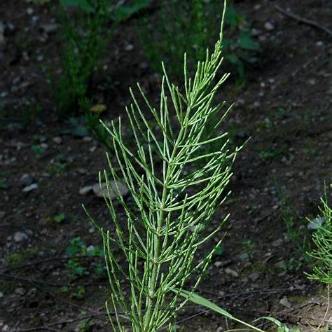 Praslička roľná (Equisetum arvense)