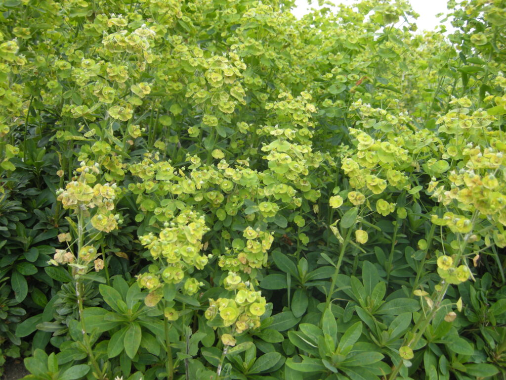 Mliečnik (Euphorbia amygdaloides var. robbiae)