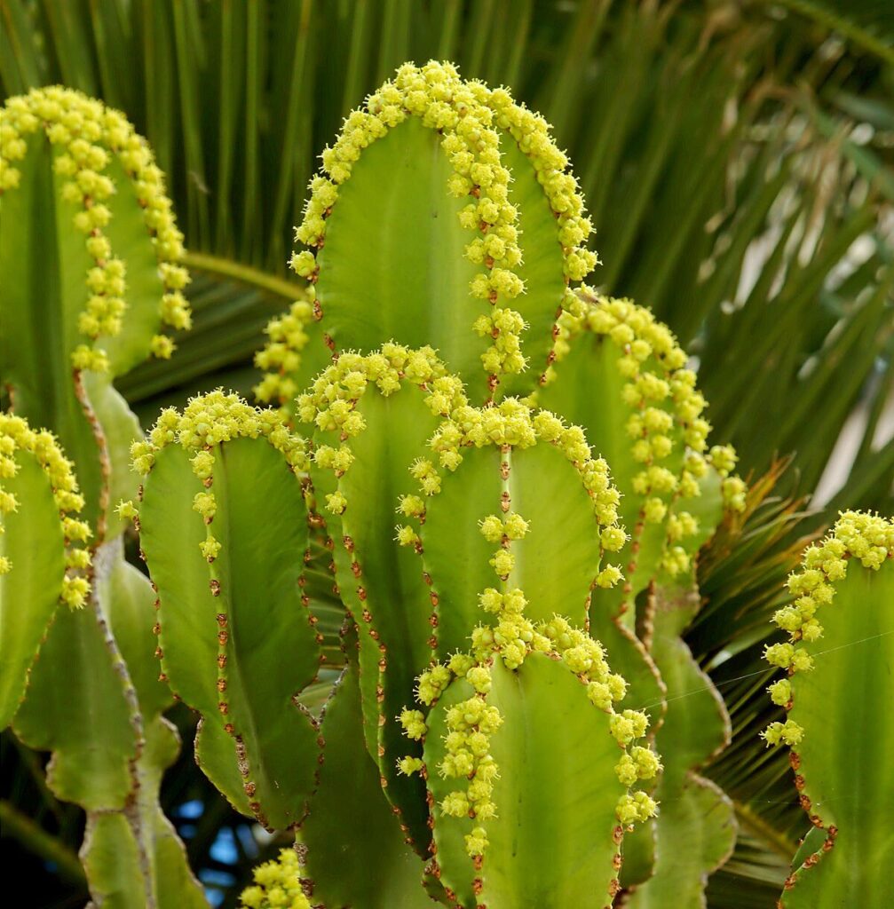 Mliečnik (Euphorbia candelabrum)