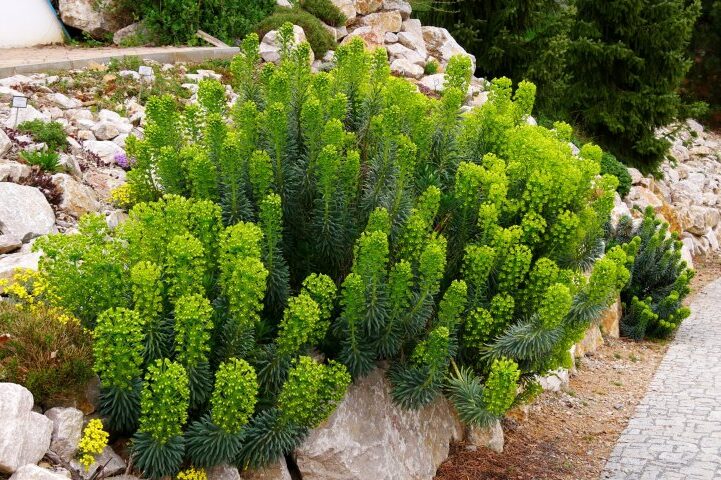 Mliečnik (Euphorbia characias ssp. wulfenii)
