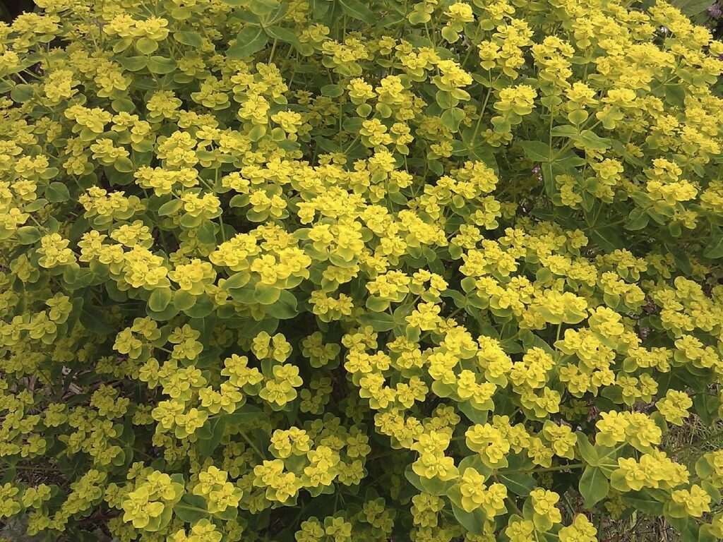 Mliečnik (Euphorbia corallioides)
