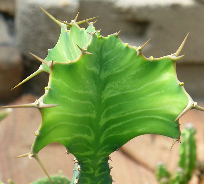 Mliečnik (Euphorbia grandicornis)