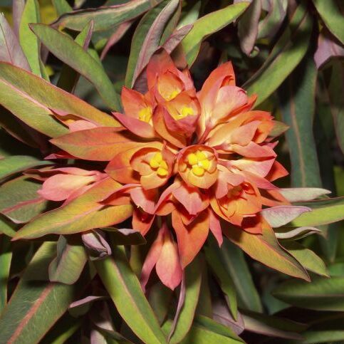Mliečnik (Euphorbia griffithii)