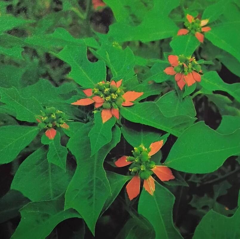 Mliečnik (Euphorbia heterophylla)