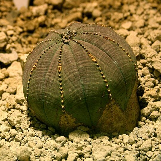 Mliečnik (Euphorbia obesa)