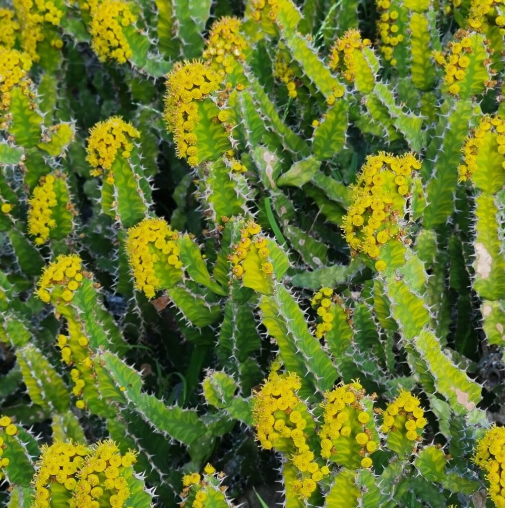 Mliečnik (Euphorbia pseudocactus)