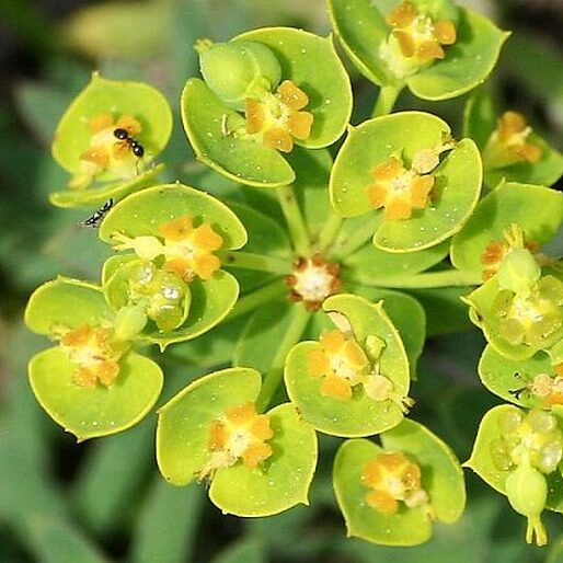 Mliečnik (Euphorbia seguieriana)