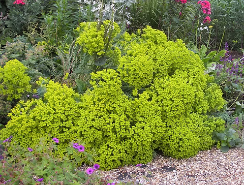 Mliečnik (Euphorbia seguieriana ssp. niciciana)