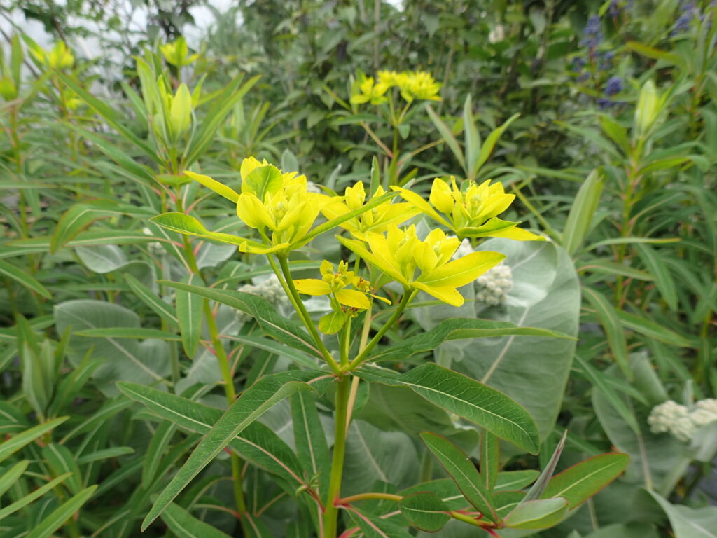 Mliečnik (Euphorbia sikkimensis)