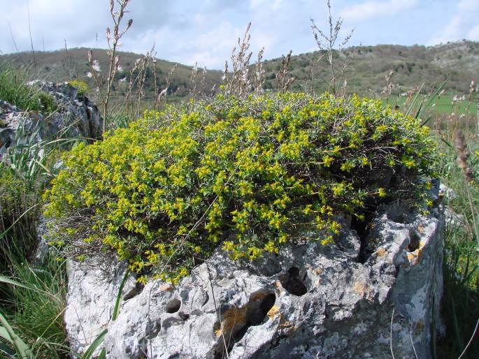 Mliečnik (Euphorbia spinosa)