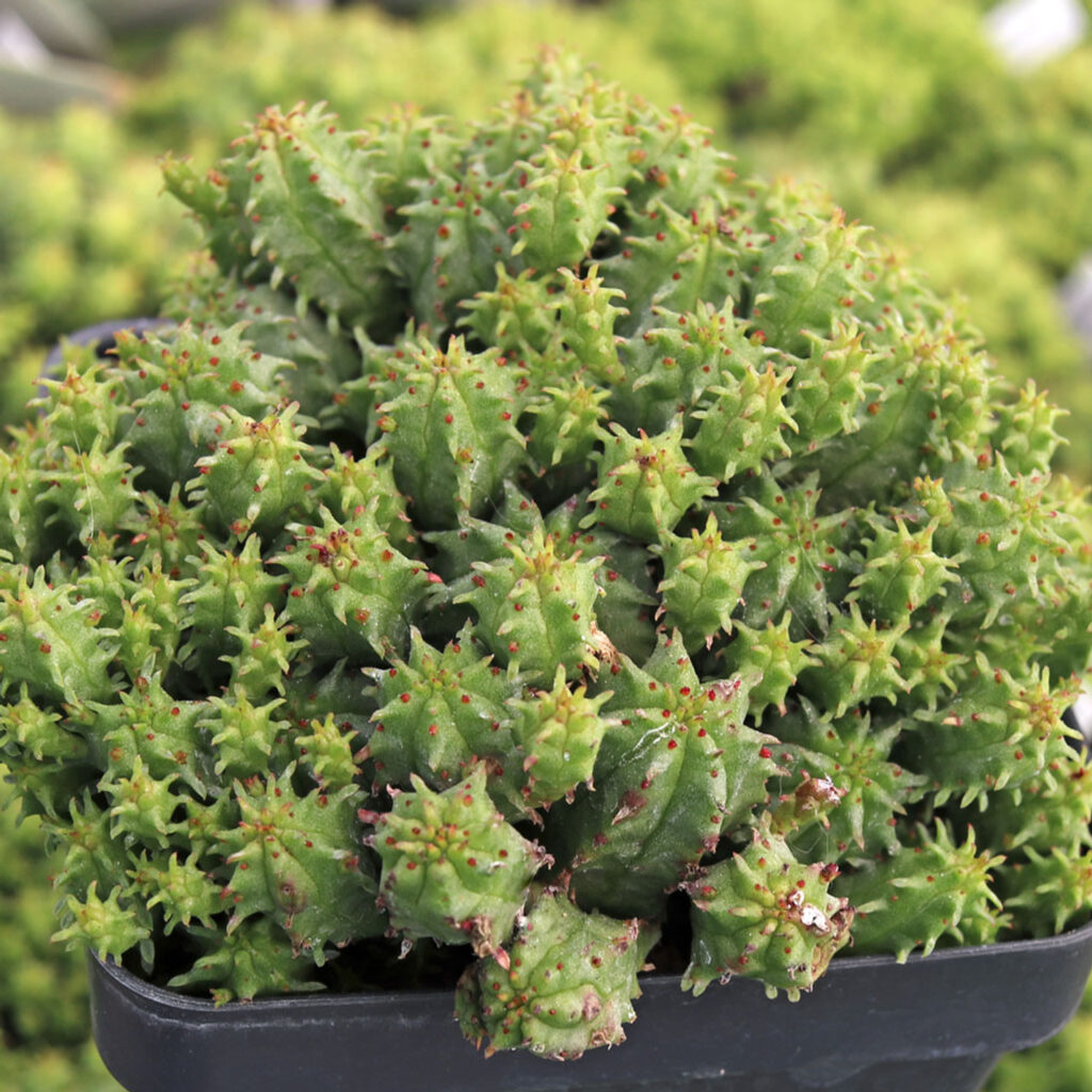 Mliečnik (Euphorbia submammillaris)