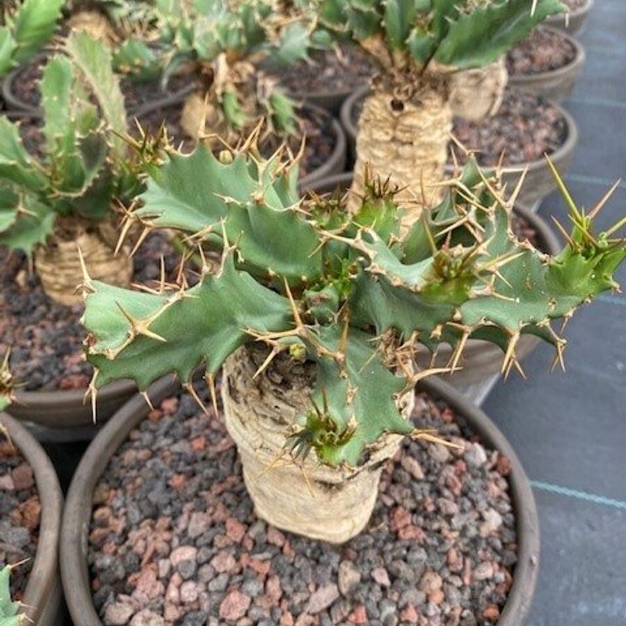 Mliečnik (Euphorbia tortirama)
