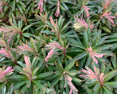 Mliečnik (Euphorbia × martinii)