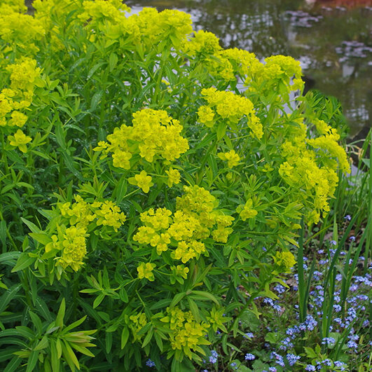 Mliečnik močiarny (Euphorbia palustris)