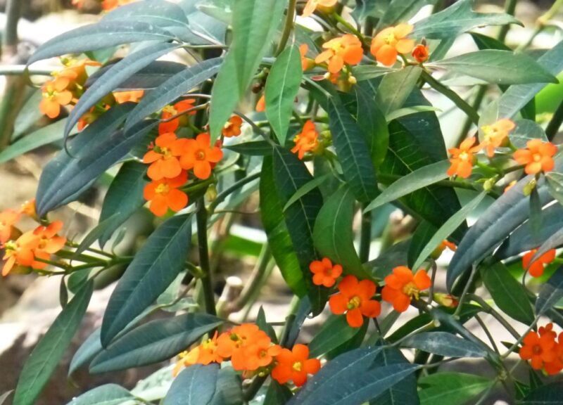 Mliečnik žiarivý (Euphorbia fulgens)