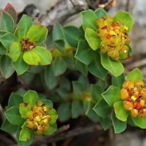 Mliečnik hlavičkovitý (Euphorbia capitulata)
