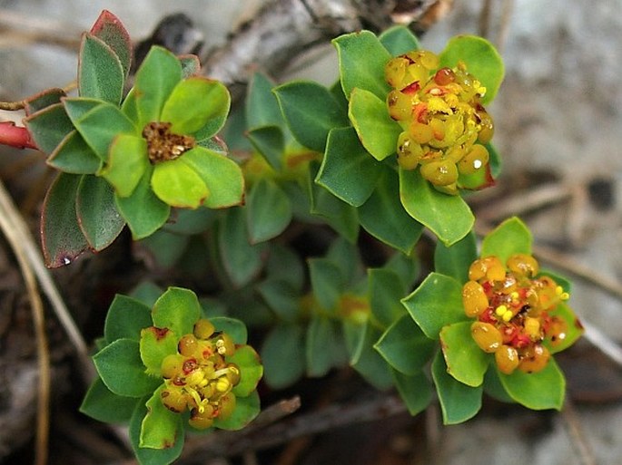Mliečnik hlavičkovitý (Euphorbia capitulata)