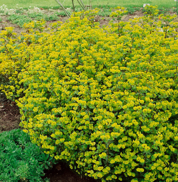 Mliečnik mandľolistý (Euphorbia amygdaloides)