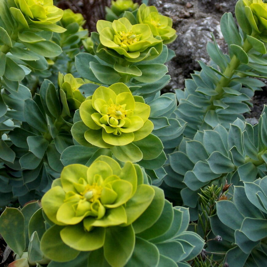 Mliečnik myrtovitý (Euphorbia myrsinites)