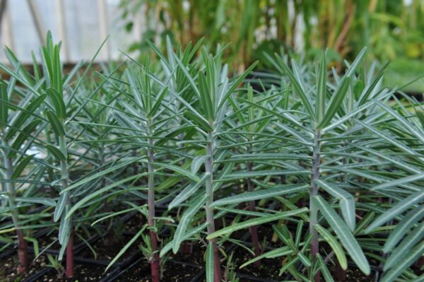 Mliečnik skočcový (Euphorbia lathyris)