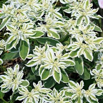 Mliečnik obrúbený (Euphorbia marginata)