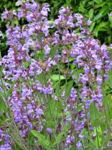 Salvia officinalis, záhradná šalvia lekárska