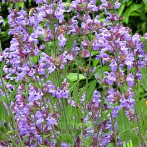 Salvia officinalis, záhradná šalvia lekárska