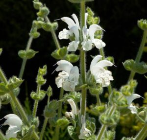 Salvia argentea, šalvia striebristolistá