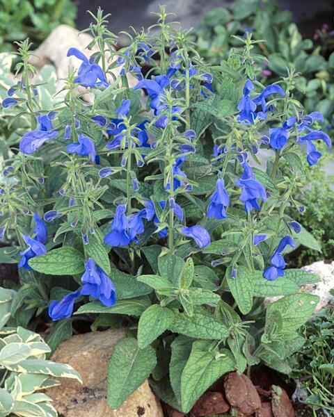 Salvia patens – šalvia otvorená