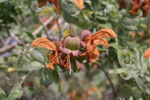 Salvia aurea