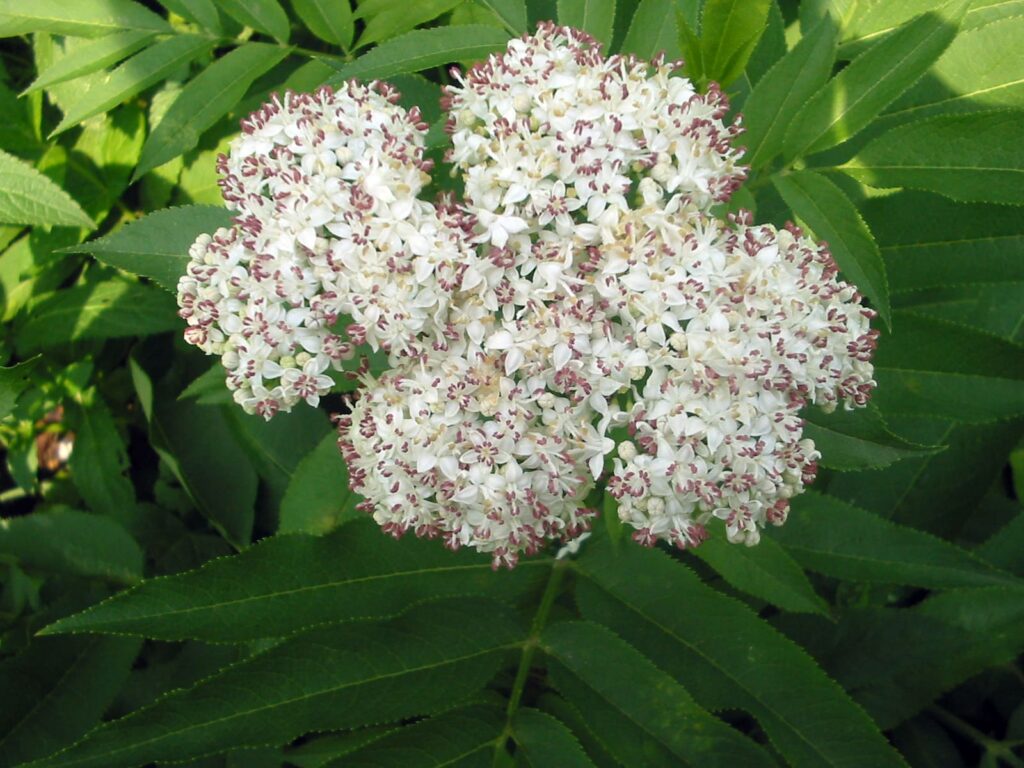 Sambucus ebulus – baza chabzdová