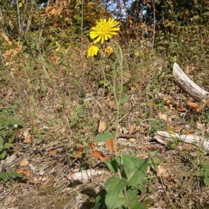Jastrabina – Hieracium