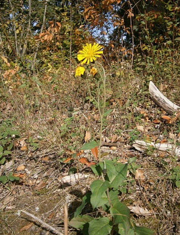 Jastrabina – Hieracium