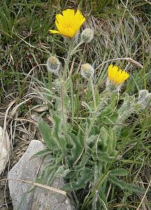 Jastrabina – Hieracium