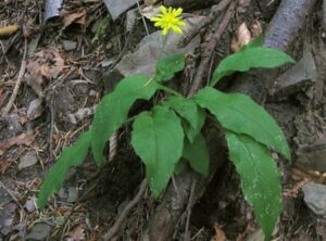 Jastrabina – Hieracium