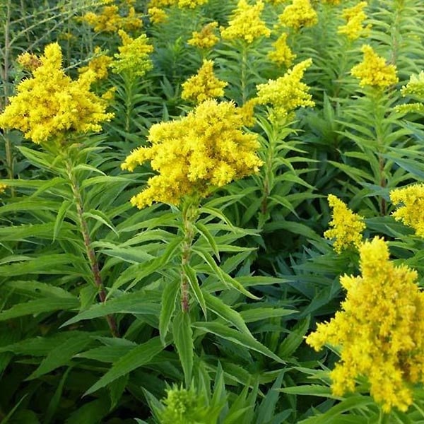 Solidago-hybrid Spätgold