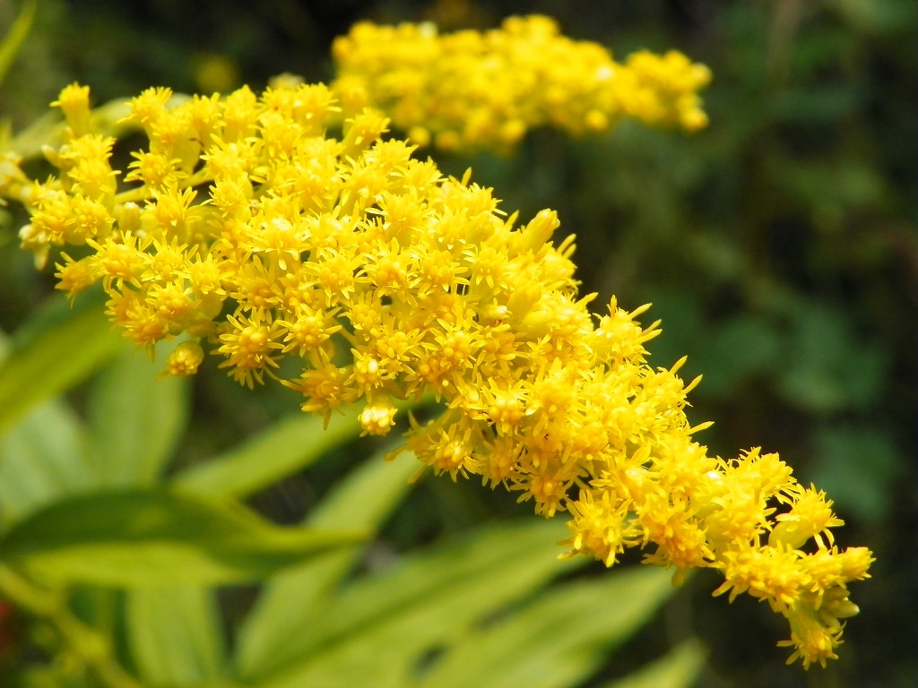 Zlatobyľ kanadská (Solidago canadensis)