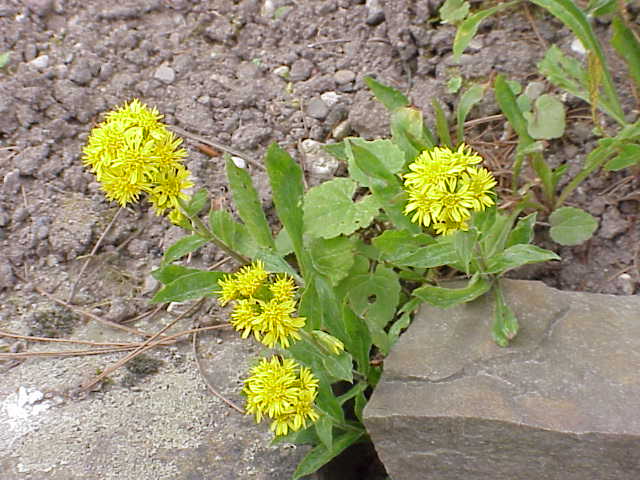 Solidago virgaurea (zlatobyľ obyčajná)