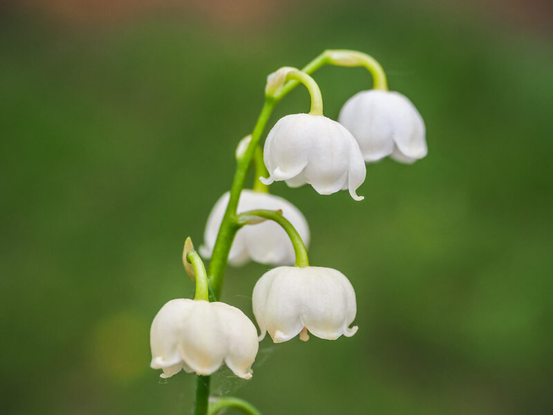 Konvalinka voňavá (Convallaria majalis)