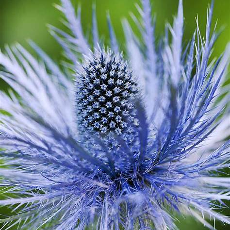 Máčka alpínska 'Superbum' (Eryngium alpinum 'Superbum')