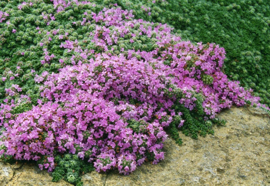 Materina dúška plstnatá (Thymus pseudolanuginosus)