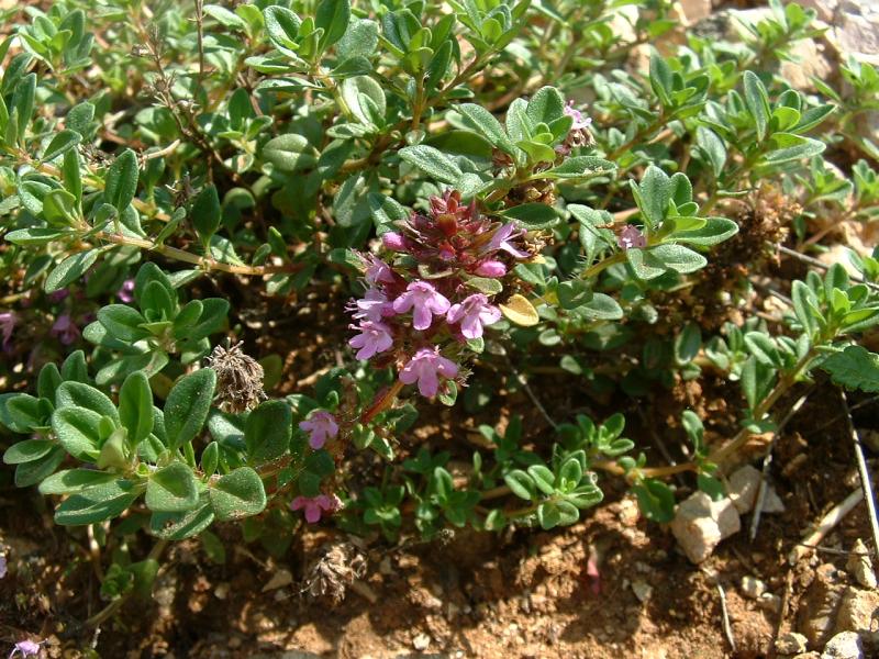 Materina dúška obyčajná, planý tymian (Thymus serpyllum)