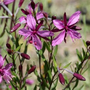 Vŕbovka Fleischerova (Epilobium fleischeri)