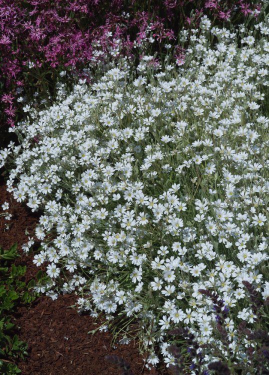 Cerastium biebersteinii