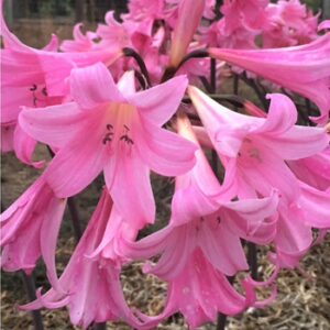 Zornica (Amaryllis belladonna)